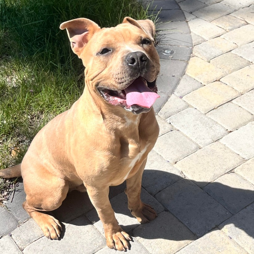 August (Auggie)