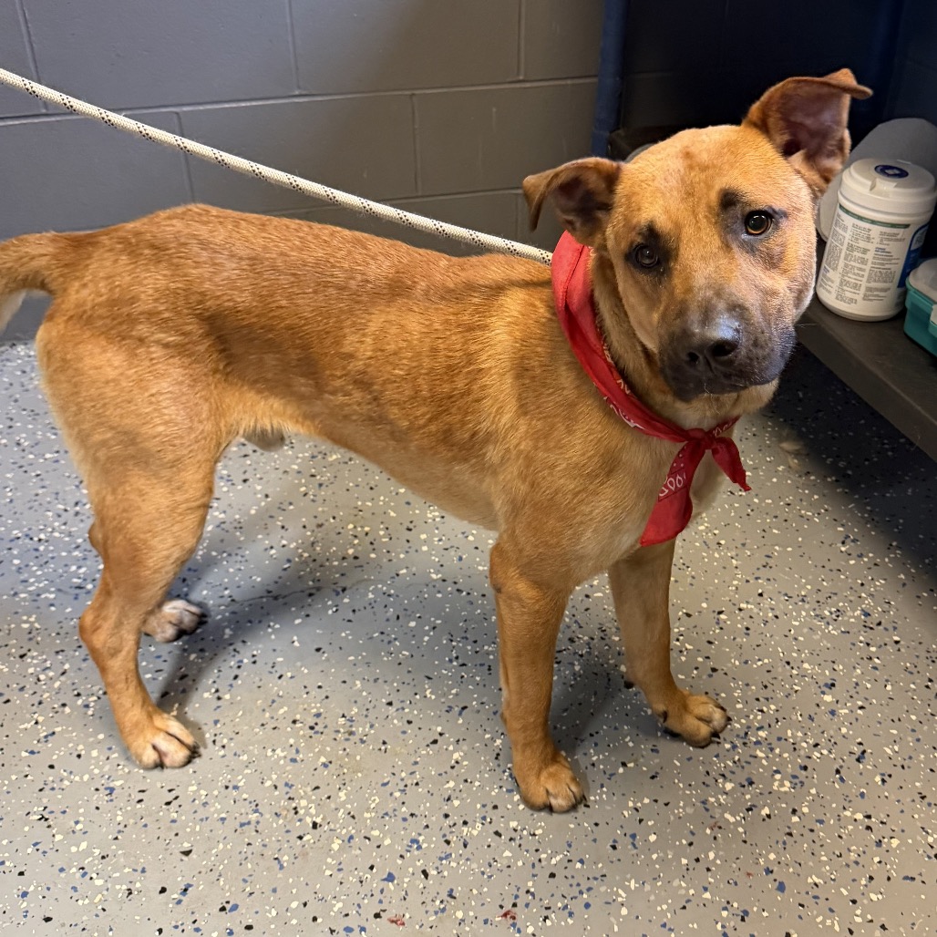 Tusc Stray 84937