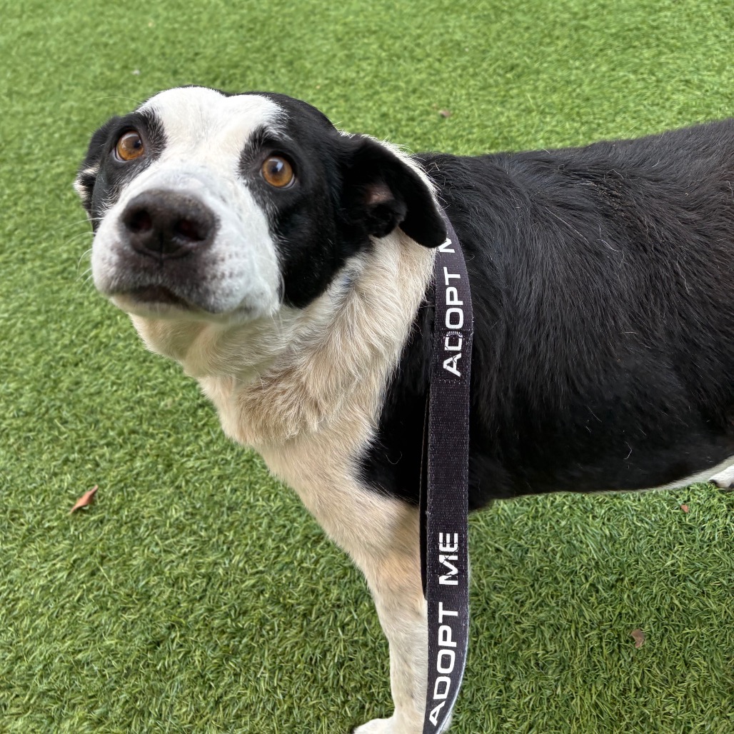 BONDI - Mixed Breed (Large) available for adoption