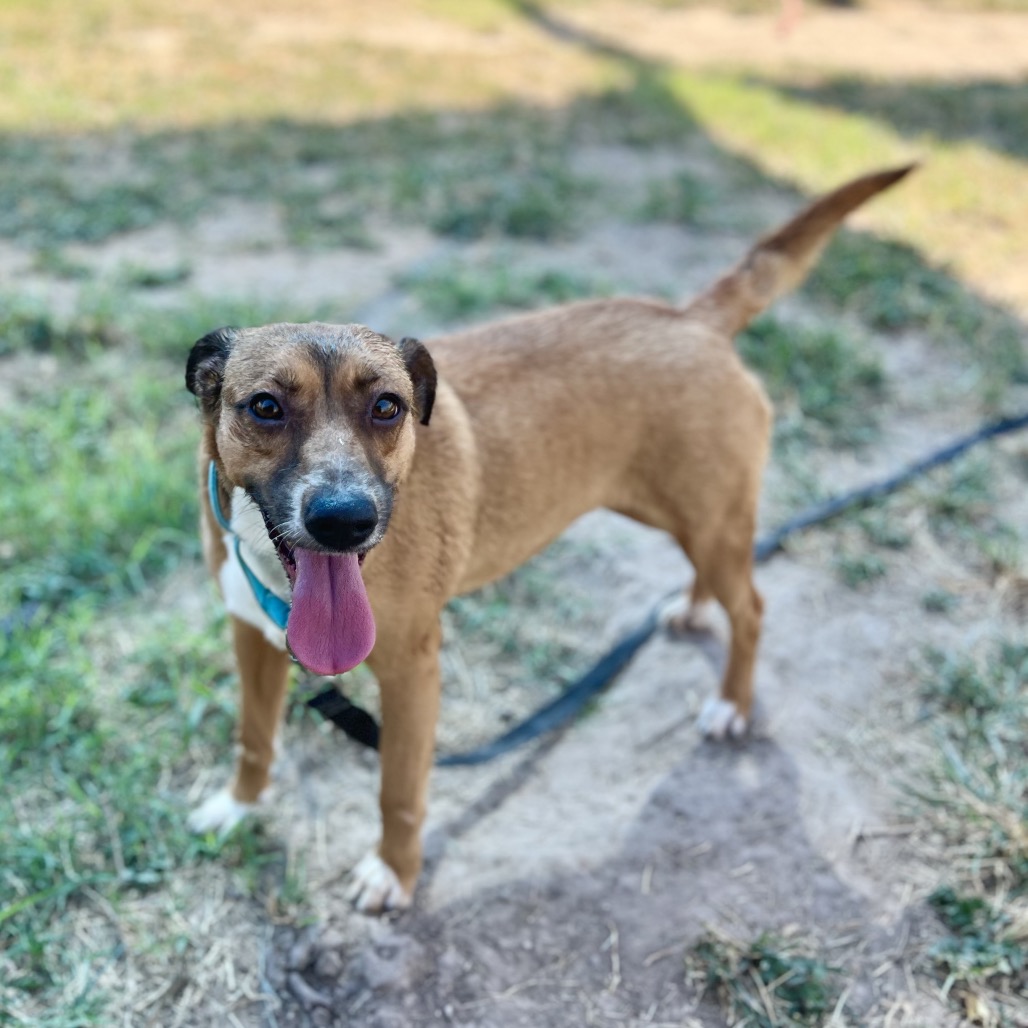 MICKEY - Shepherd / Terrier available for adoption