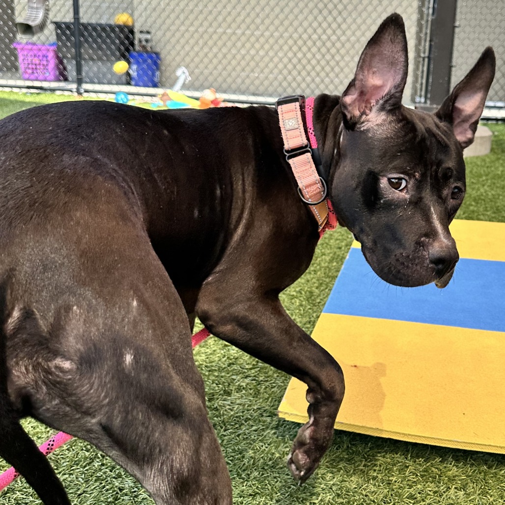 SHEEBA JOY - Mixed Breed (Medium) available for adoption