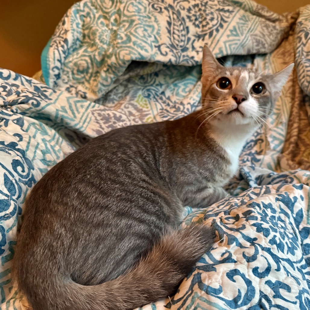 Garfield, photo 4