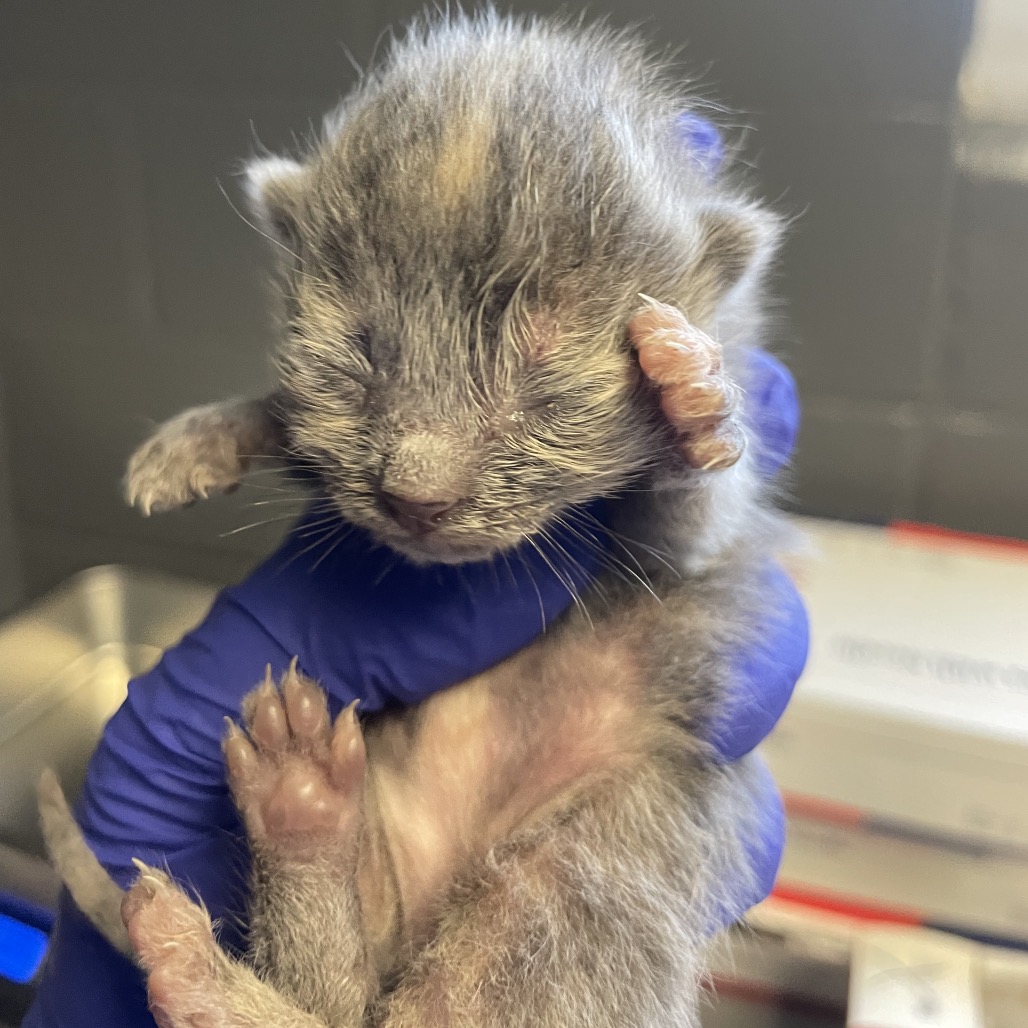  Photo of TUSC-Stray-84353
