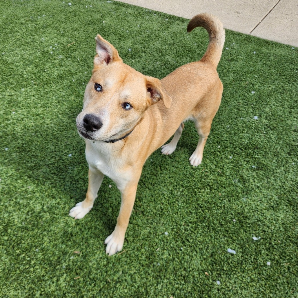 Koda — thumbnail 4