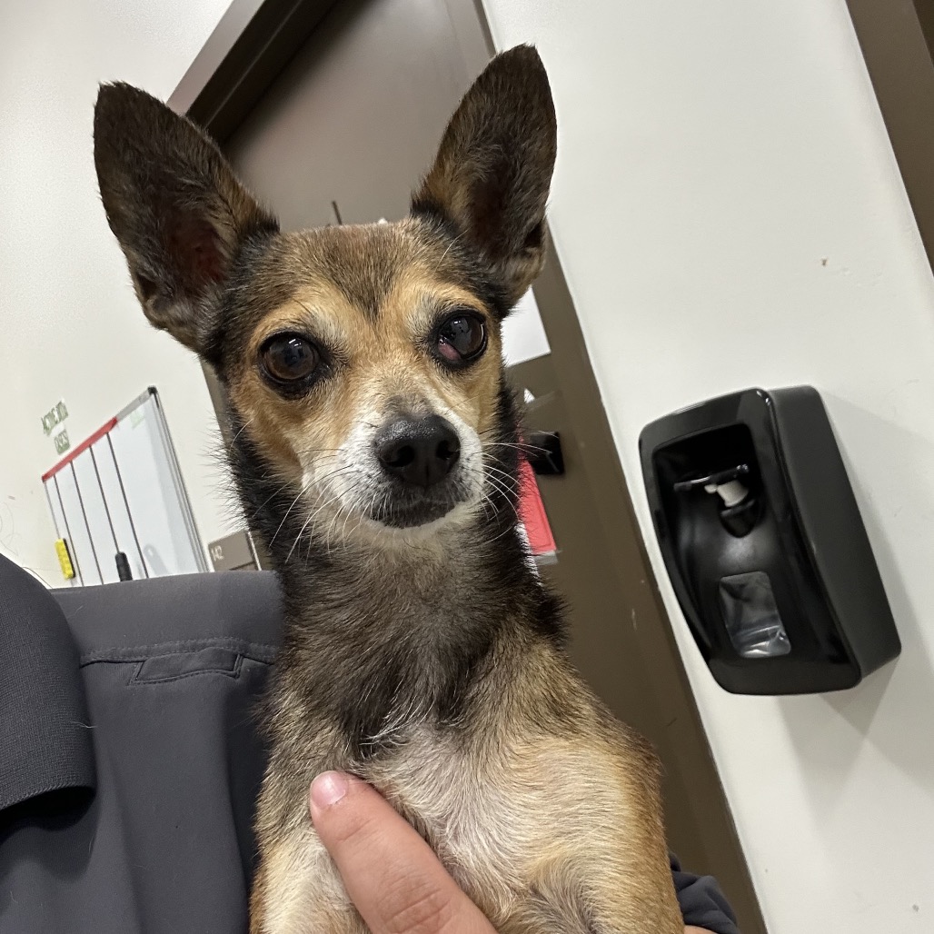 DONAVAN - Chihuahua / Chihuahua available for adoption