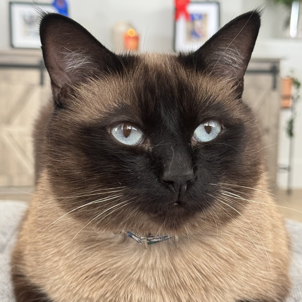 MILO - Domestic Shorthair available for adoption