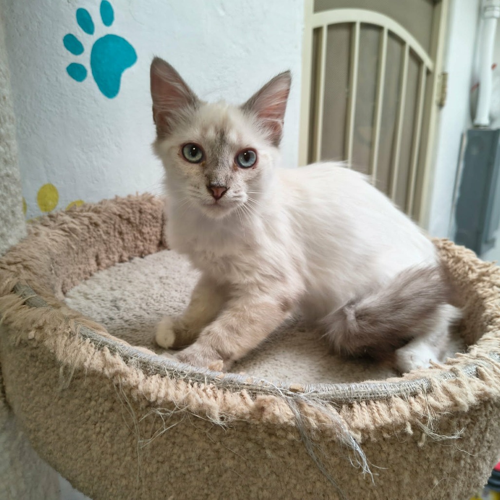 STETSON - Domestic Shorthair / Siamese for adoption in Las Cruces