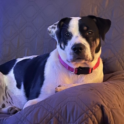 Macie