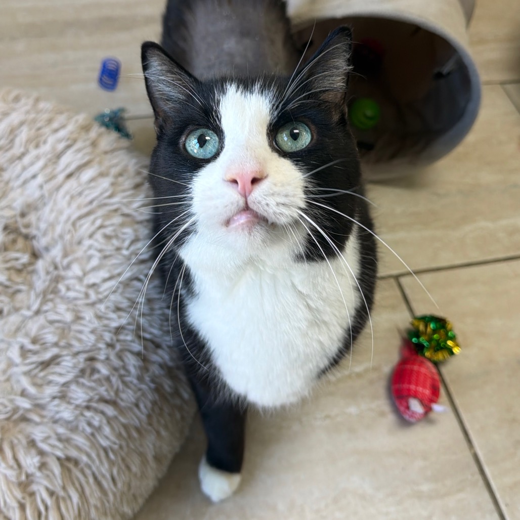 Tux, photo 3