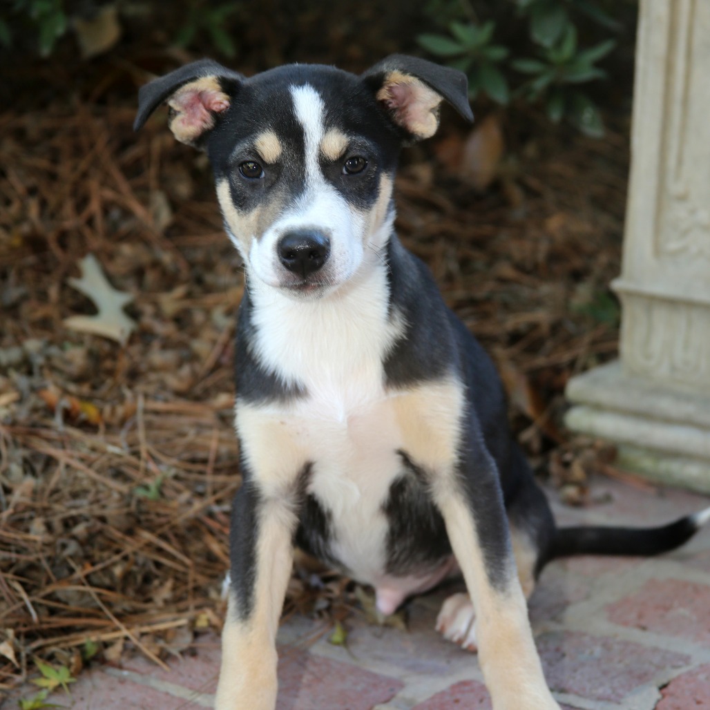 Bagel, photo 3