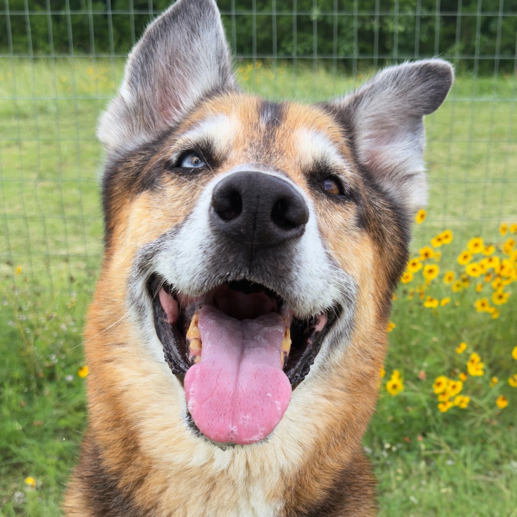 Mixed Breed