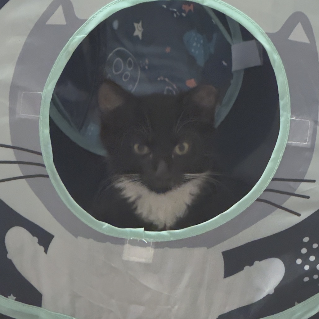 MOESBY (BONDED TO FELIX) - Domestic Longhair available for adoption