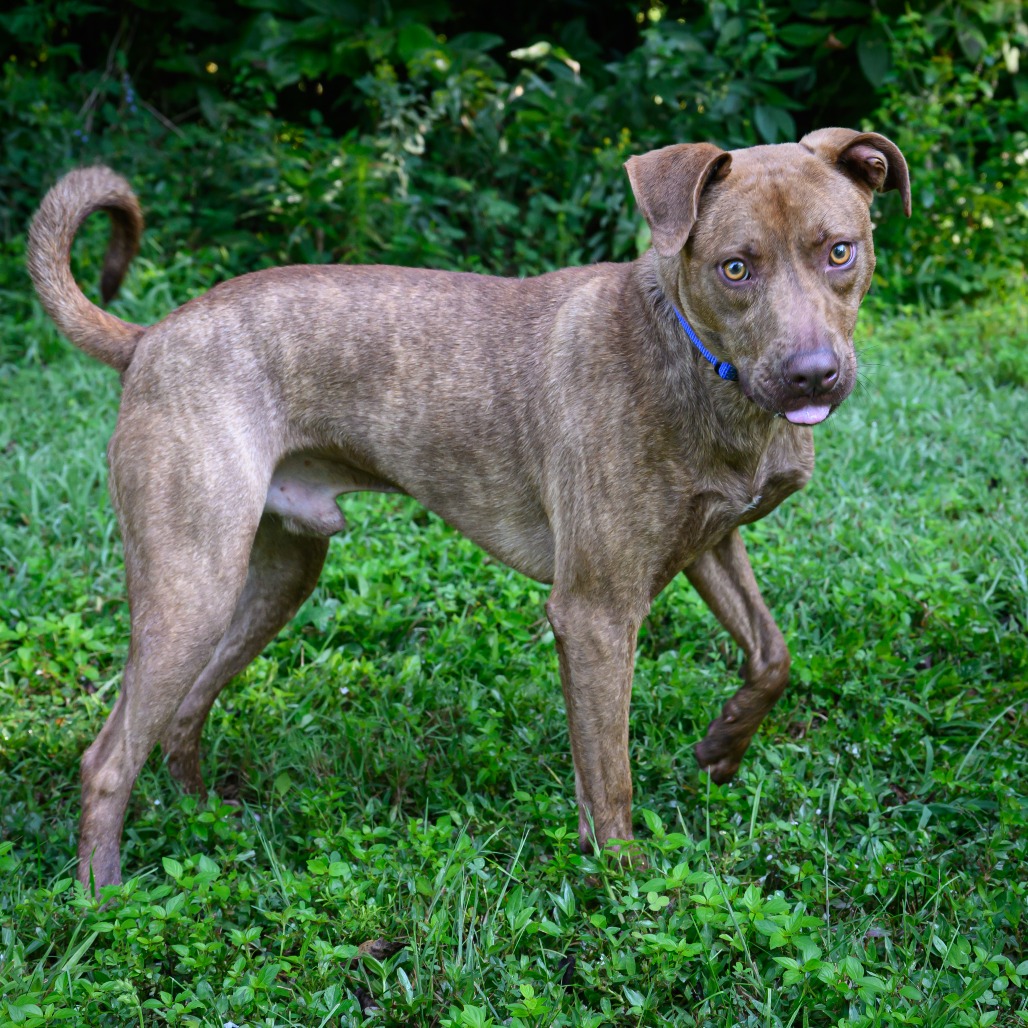Chaco, photo 9