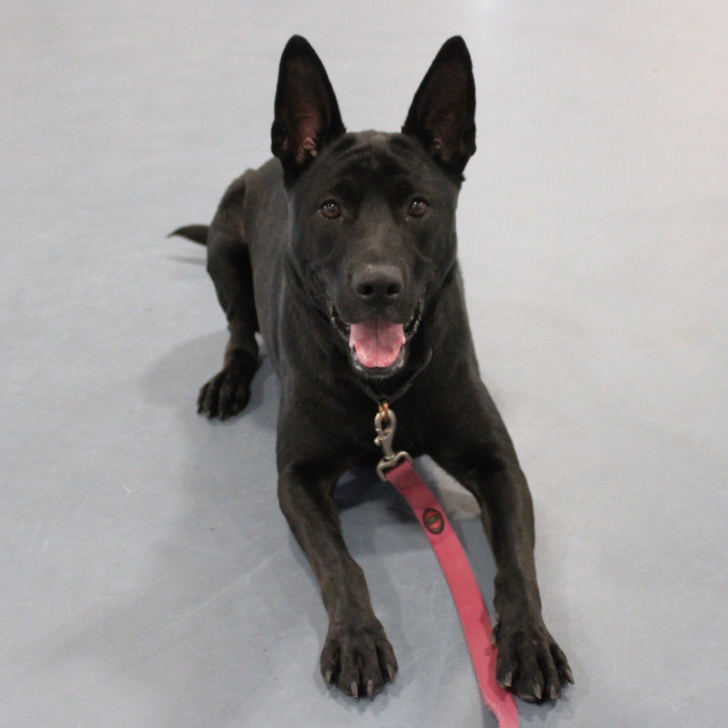 Coco — thumbnail 5