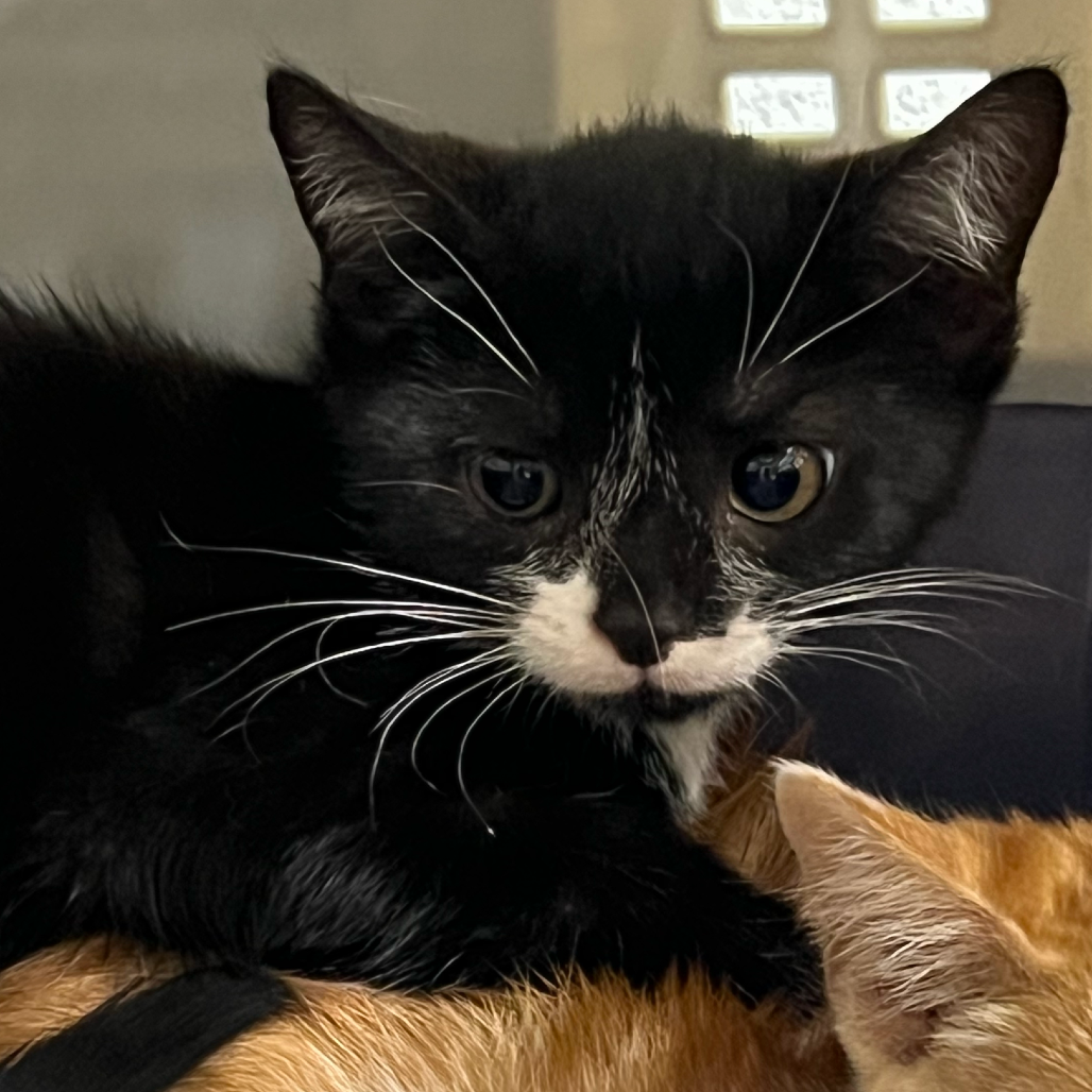 TERRIFIC (BONDED TO WONDERFUL) - Domestic Shorthair available for adoption