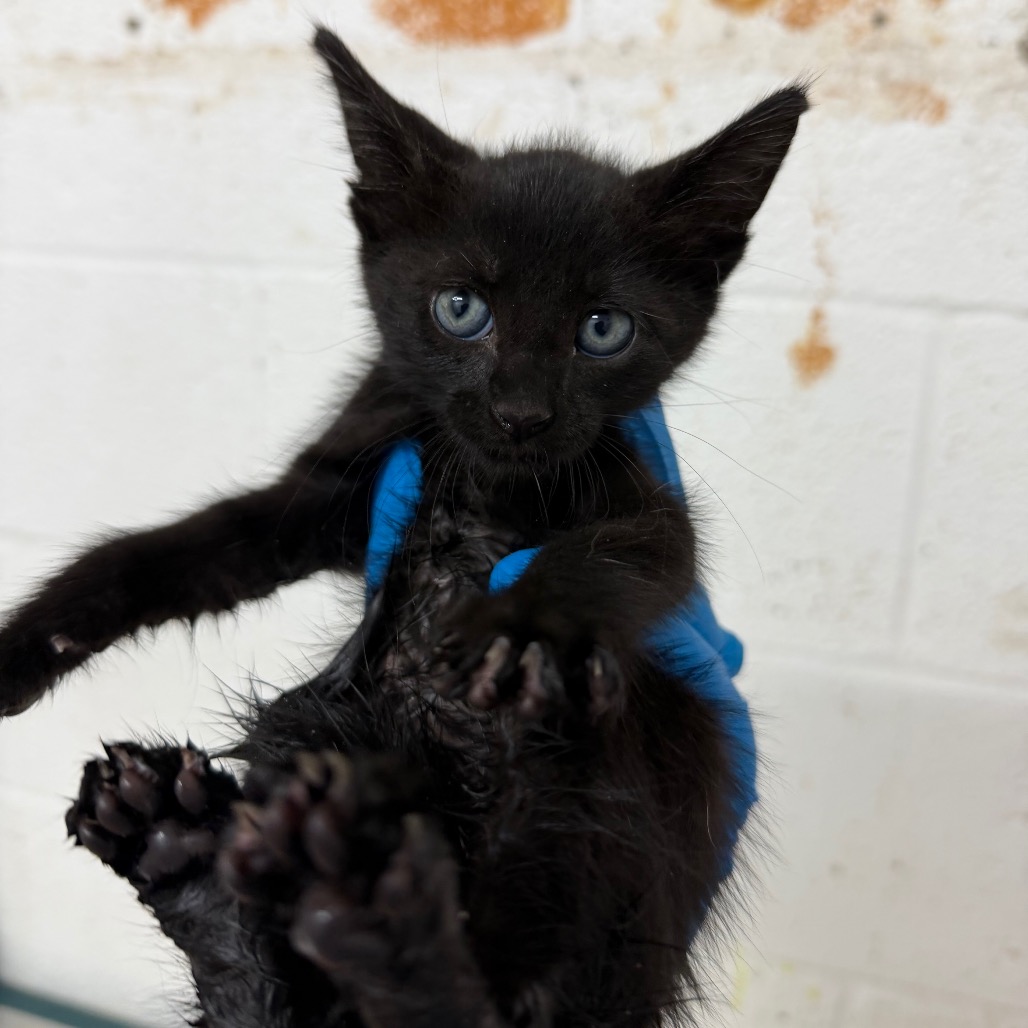 KAT - Domestic Shorthair for adoption in Edinburg