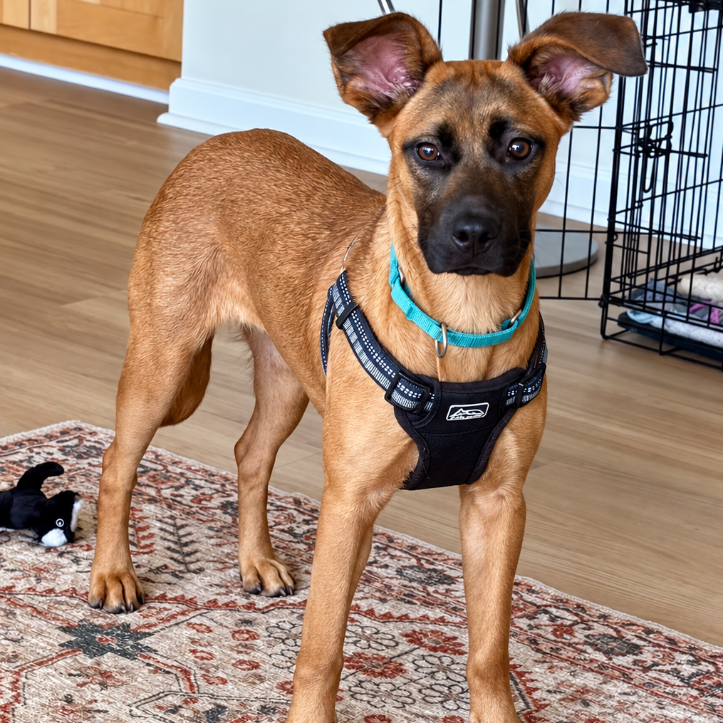 ROXY - Shepherd, Belgian Malinois / Mixed Breed (Medium) available for adoption