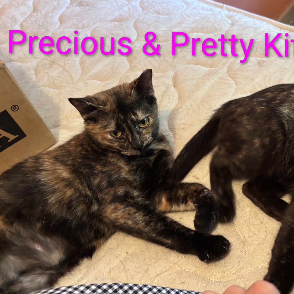 Precious bonded with Pretty Kitten, an adoptable cat
