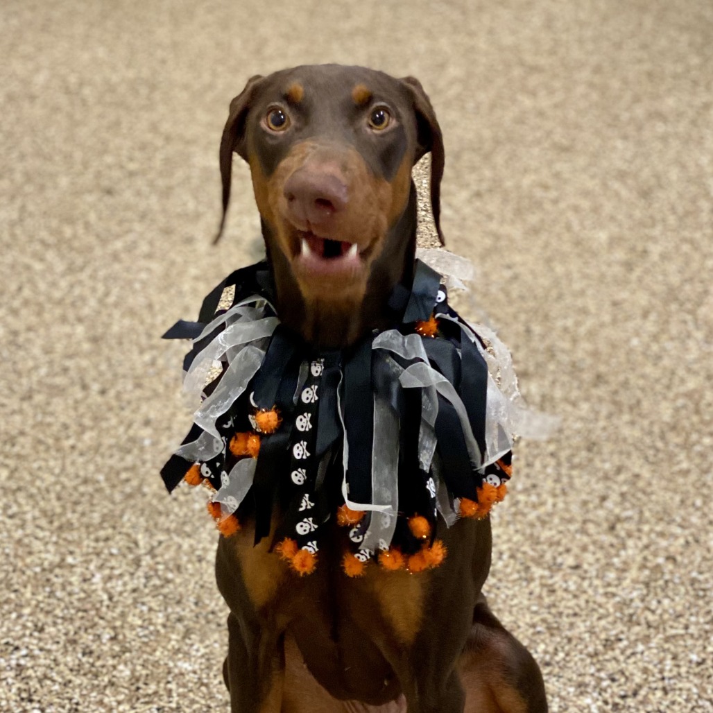 Verse: Female 12 Pinscher, Doberman