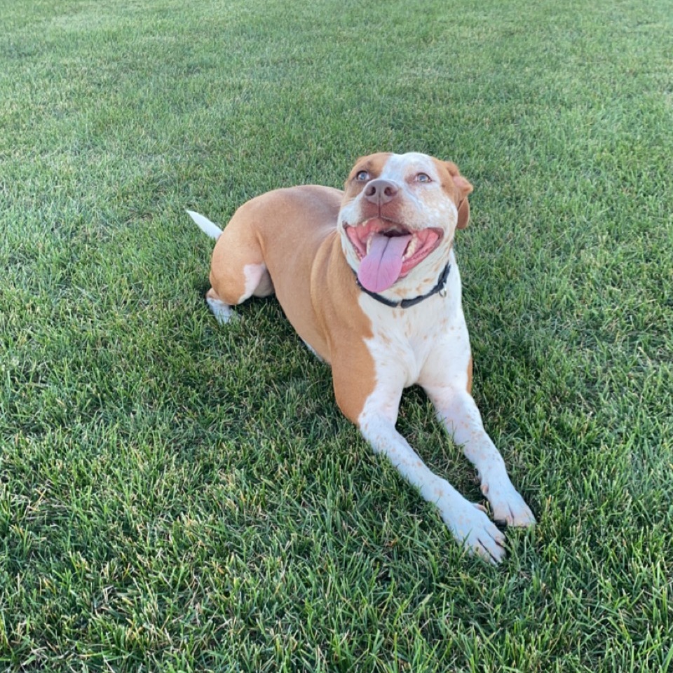 Bentley - Home to Home, photo 2
