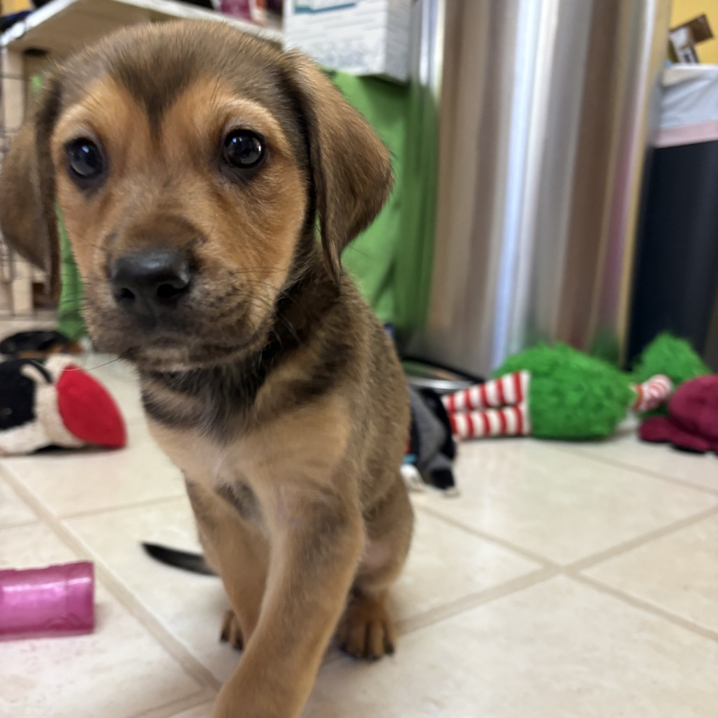 Indie — thumbnail 2