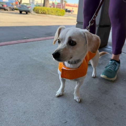 Animal namedLuna