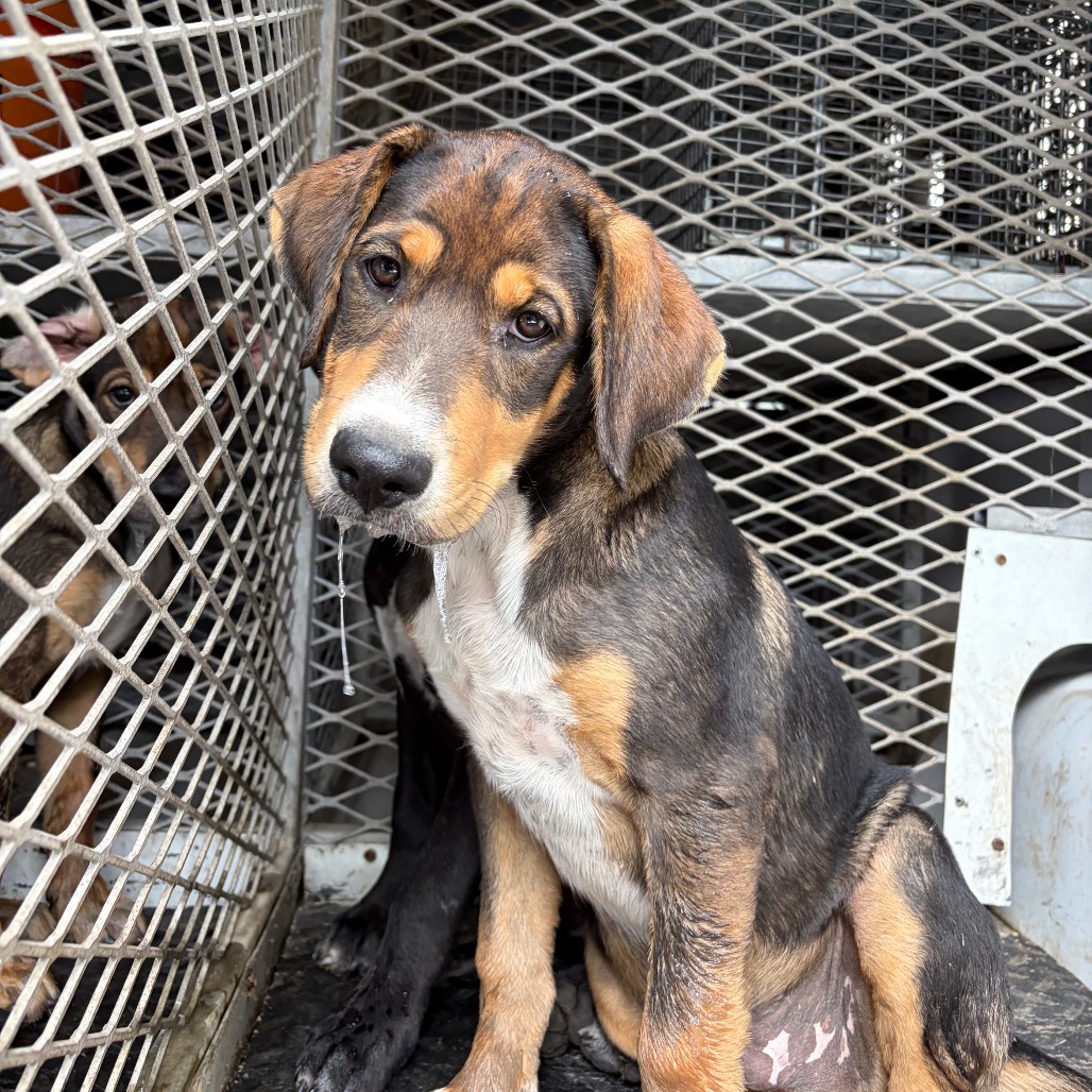 EACS-STRAY-199566_2 - Retriever, Labrador / Shepherd available for adoption