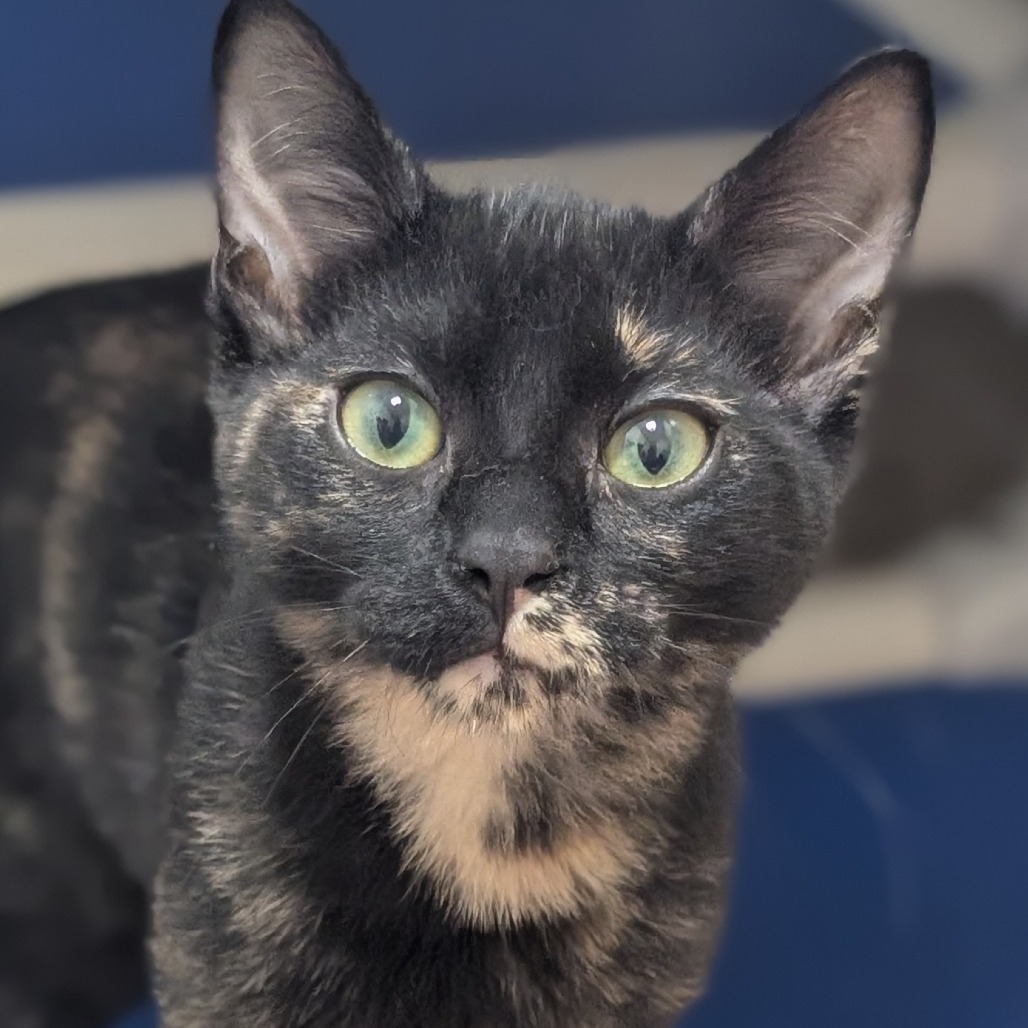 MOCHA - Domestic Shorthair available for adoption