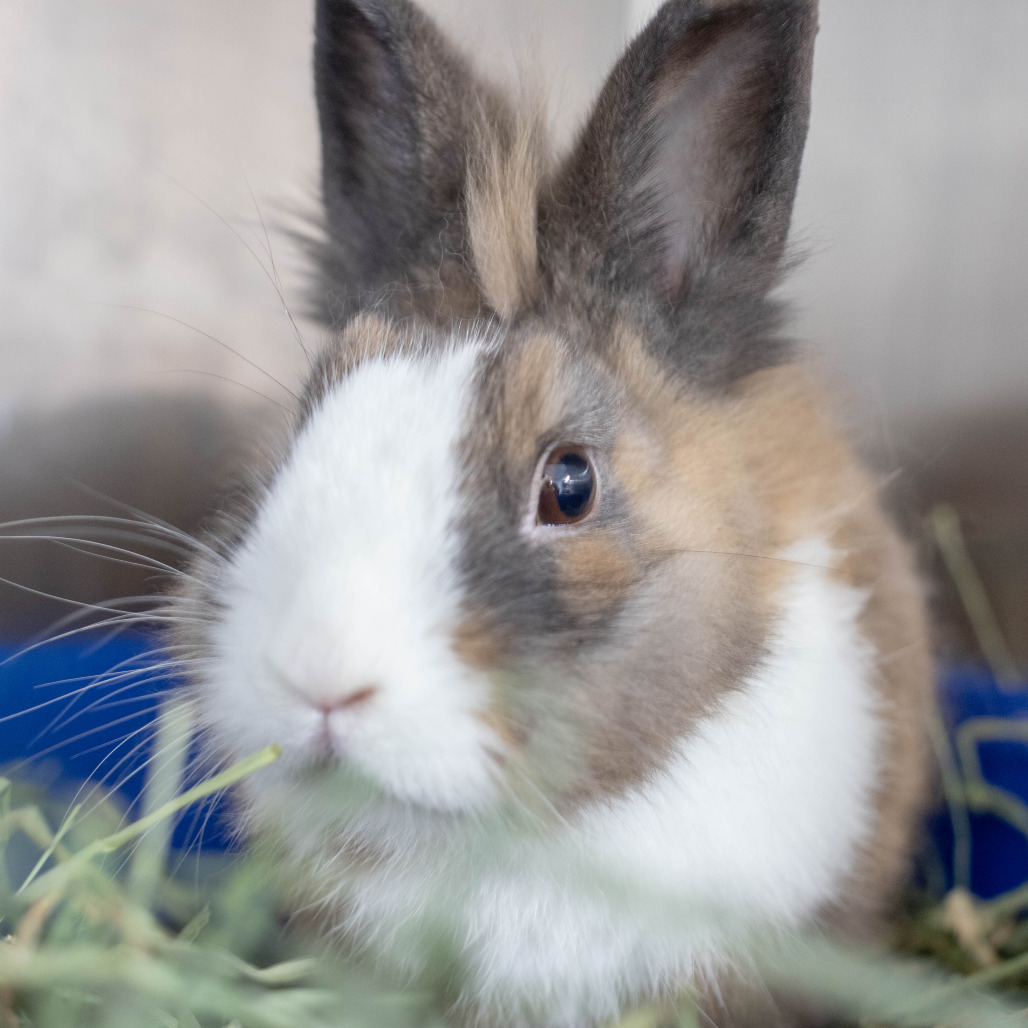Ralph, photo 4