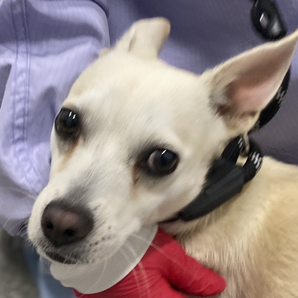 Clove — thumbnail 2