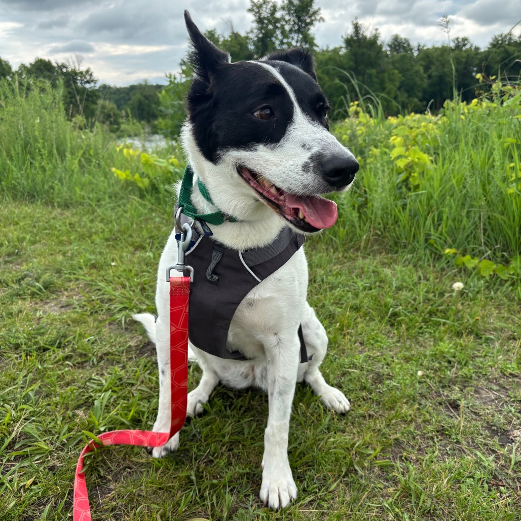 Brie--In Foster, photo 22