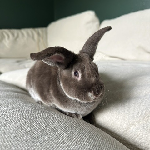 Button--In Foster***ADOPTION PENDING***