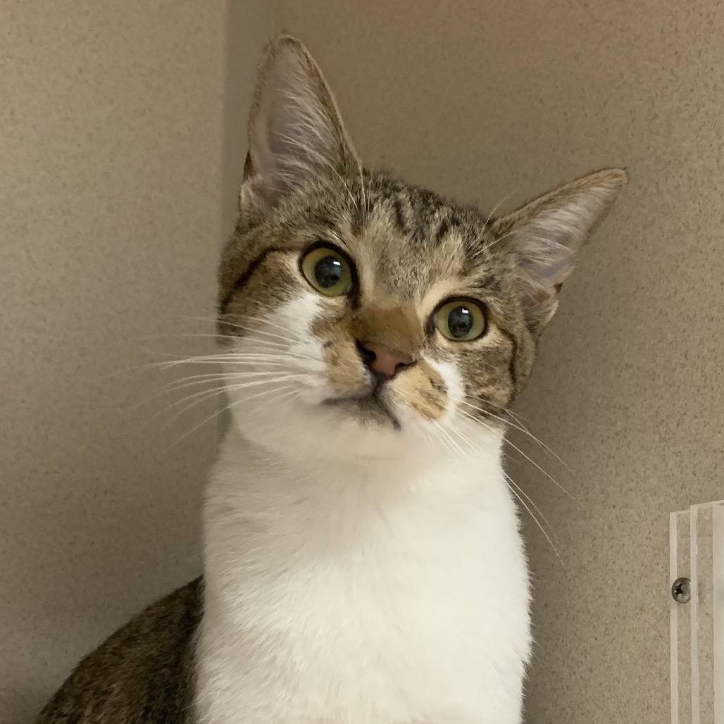 Wilmer - Domestic Shorthair