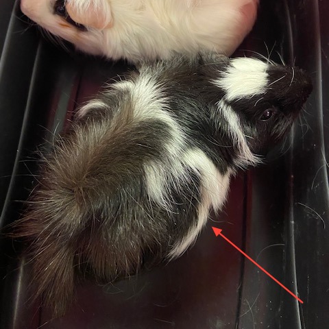 Photo of Dian Dian and Pudding 3