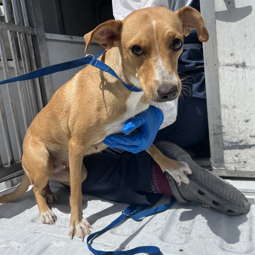 TOYA - Terrier / Mixed Breed (Medium) available for adoption