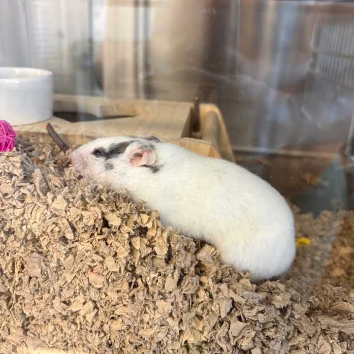 Photo of Mrs. Hamster 8