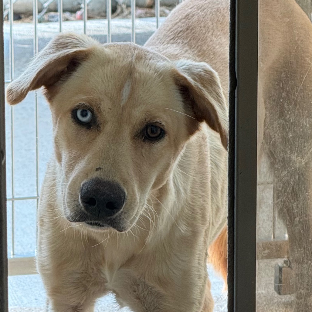 CALLIE - Retriever, Labrador / Mixed Breed (Medium) available for adoption
