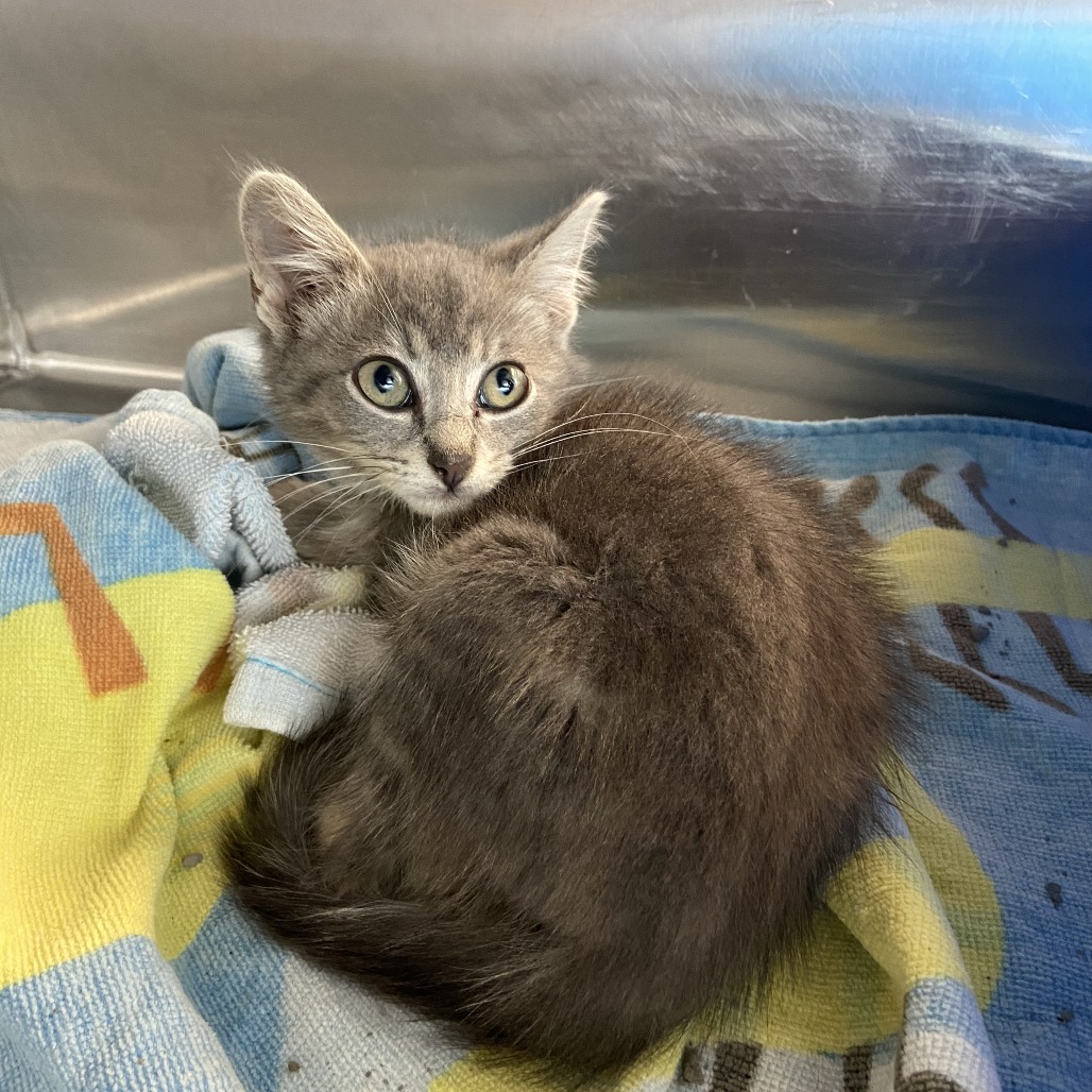 WILD - Domestic Shorthair available for adoption