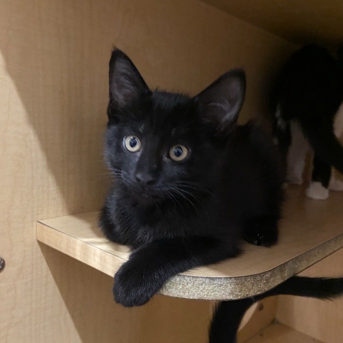 BULLFROG - Domestic Shorthair available for adoption
