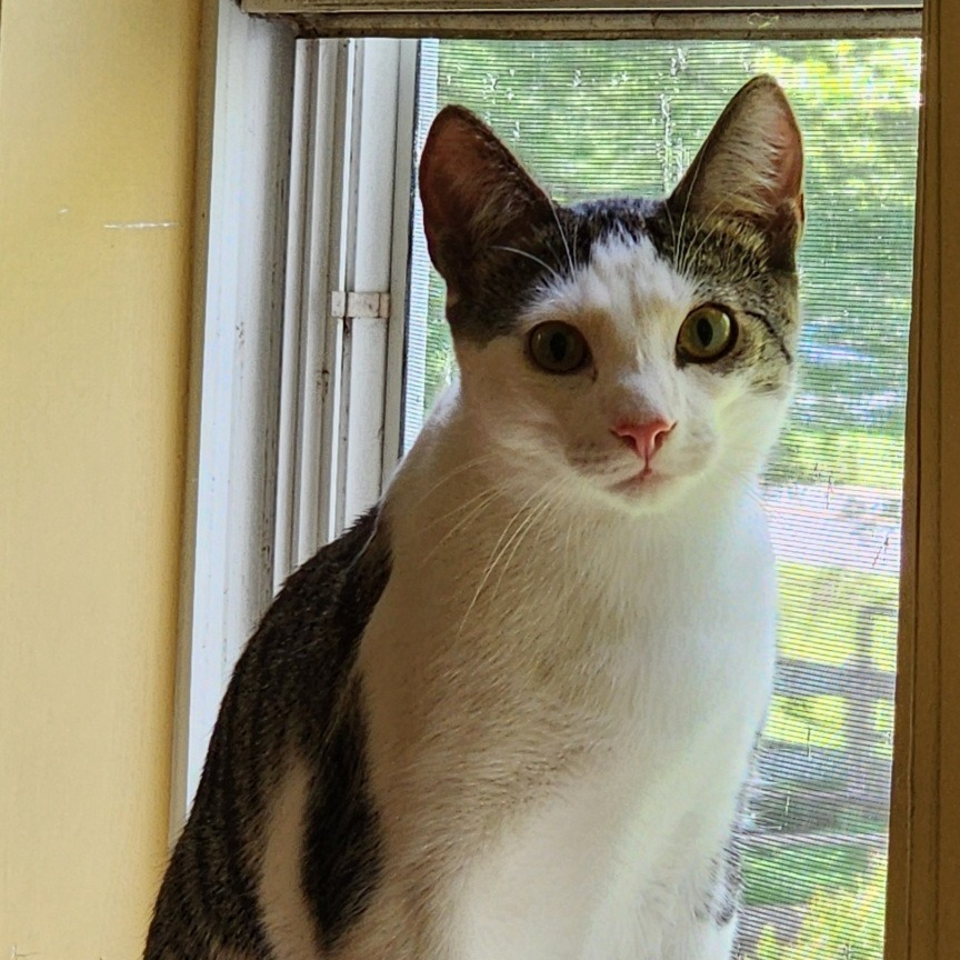 MORIARTY - Domestic Shorthair available for adoption