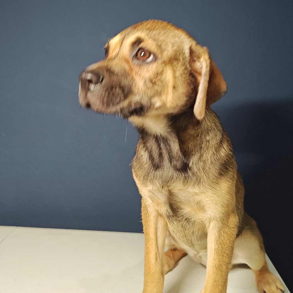 Lil Sis, a Shepherd / Mixed Breed (Medium)