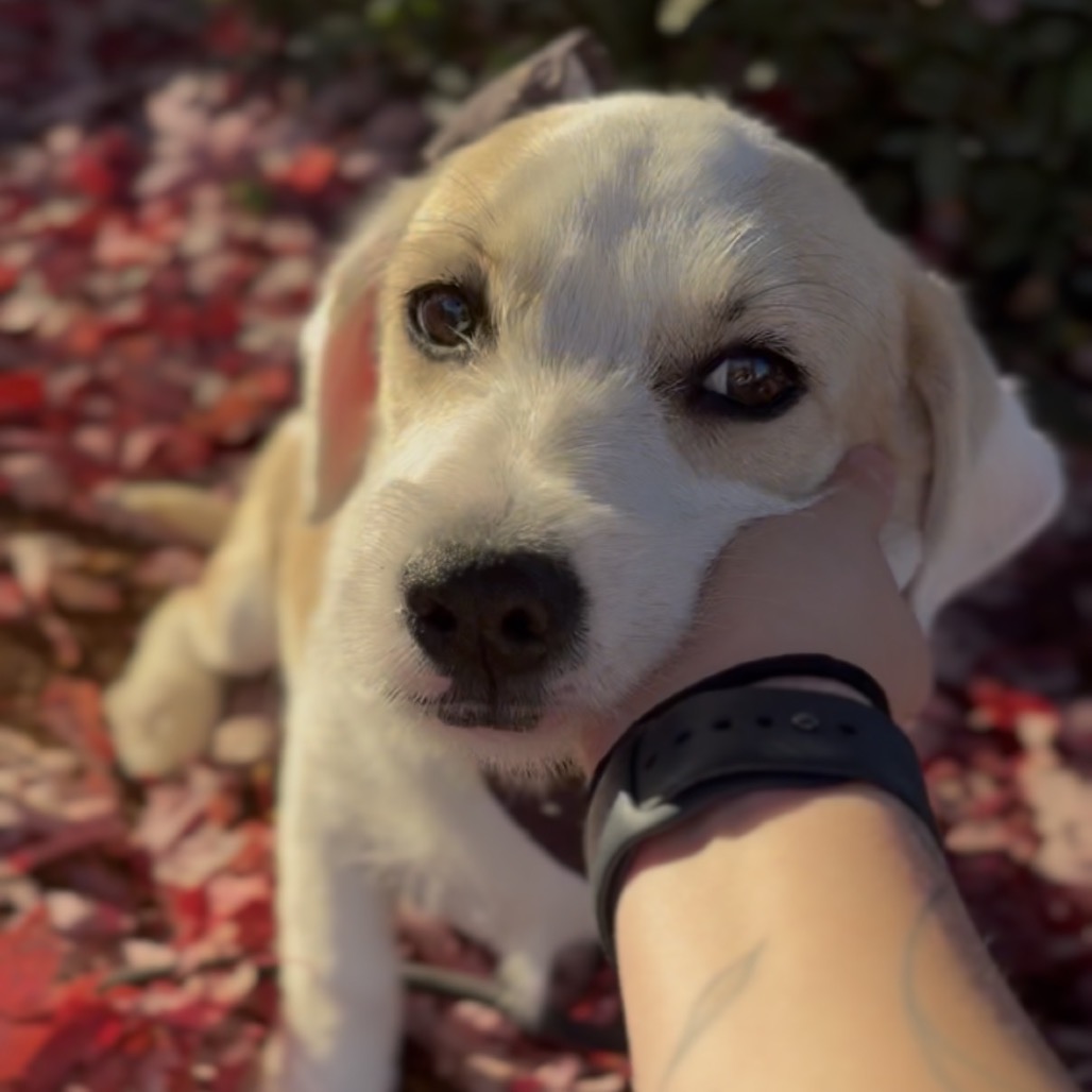 Remi, photo 5