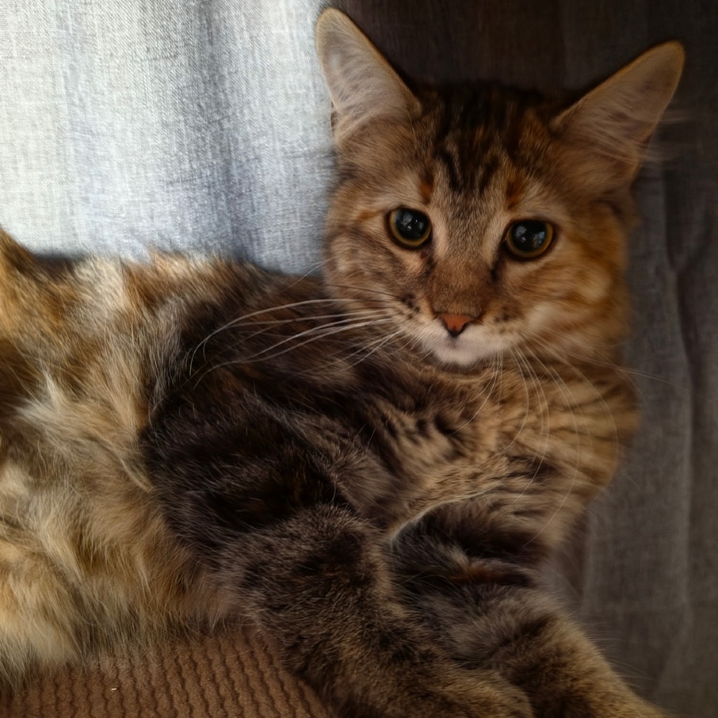 DOUGHNUT (WAS BERRY) - Domestic Shorthair available for adoption