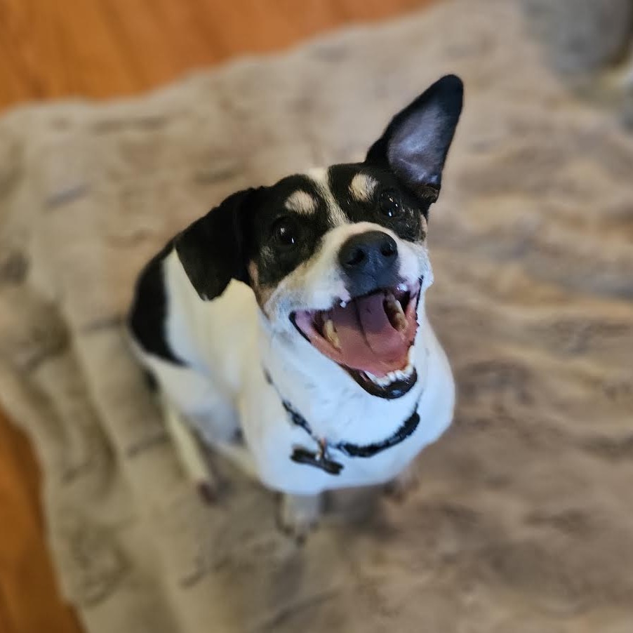 MAGNUS (BONDED WITH ZIGGY) - Terrier, Jack Russell / Mix available for adoption