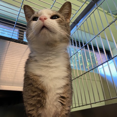 MADDY - Domestic Shorthair available for adoption