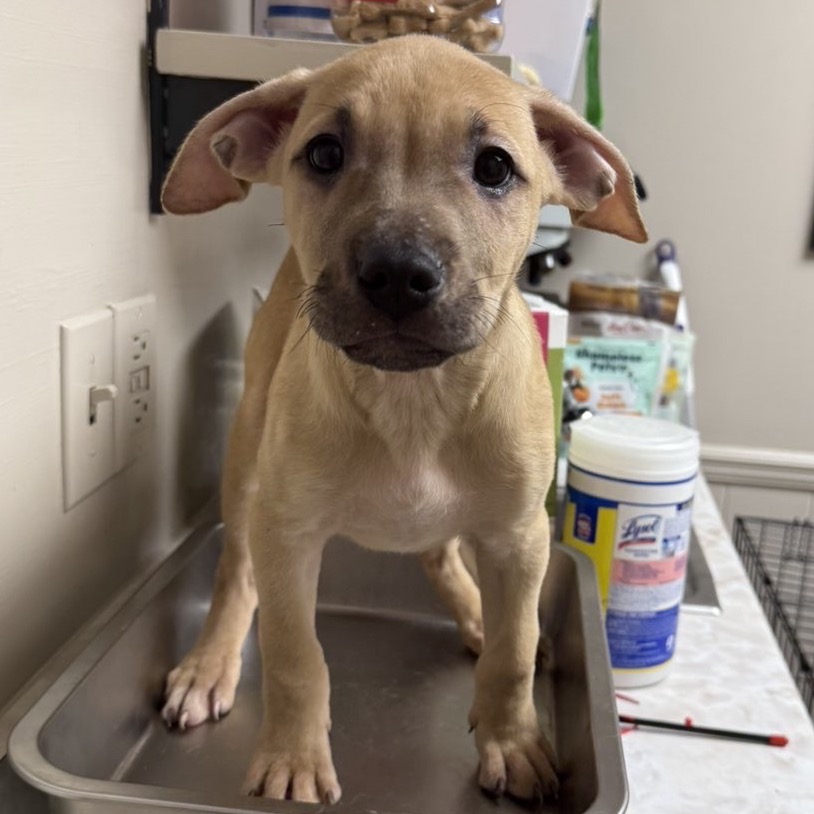 Tusc Stray 83465 2 3 4 5