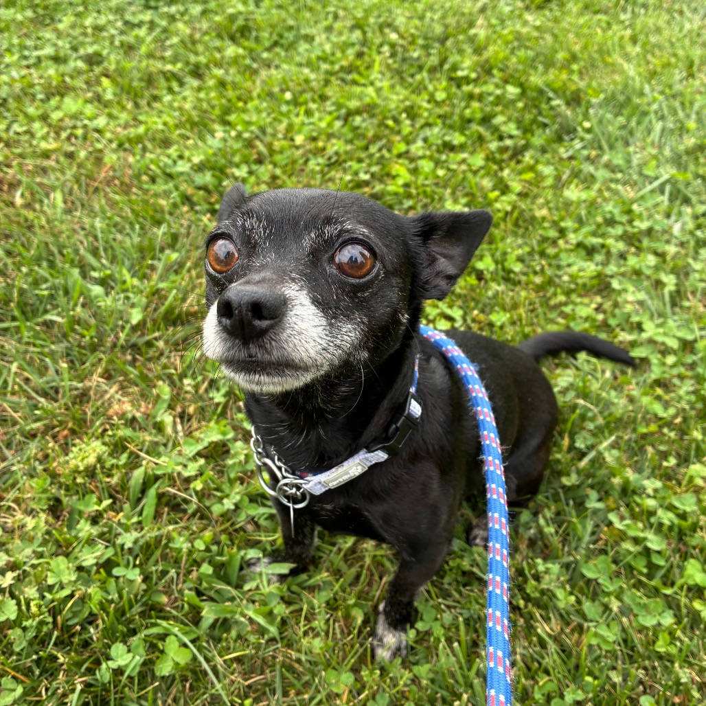 BEBE - Chihuahua available for adoption
