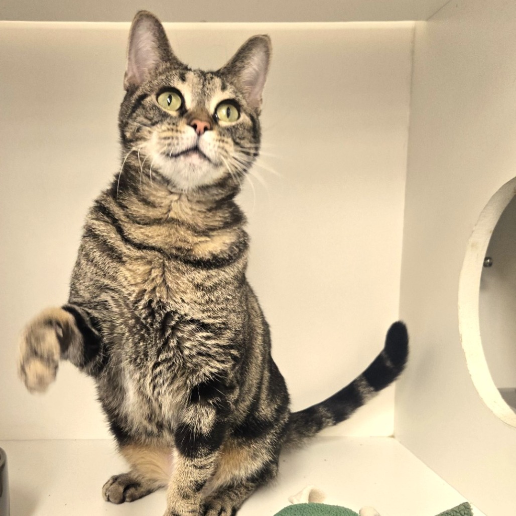 Shakira — thumbnail 5