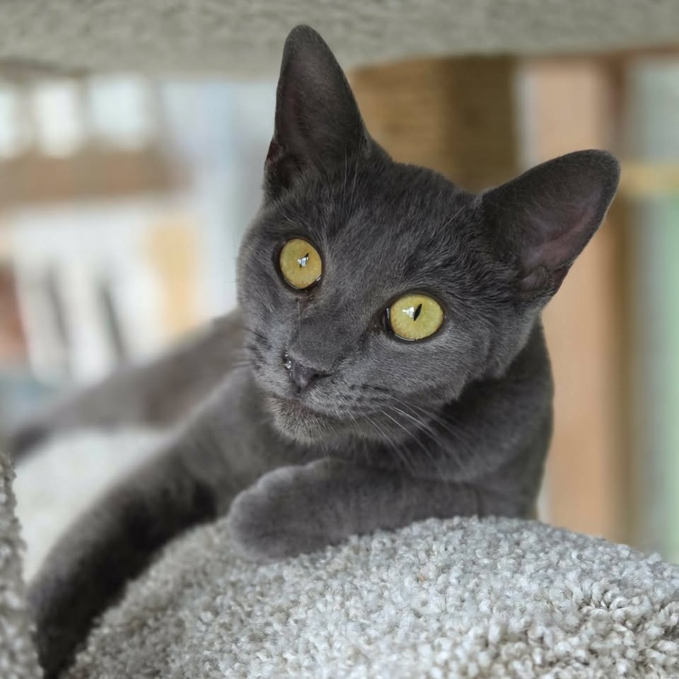 OLGA (BONDED WITH NANCY) - Domestic Shorthair for adoption in Madison