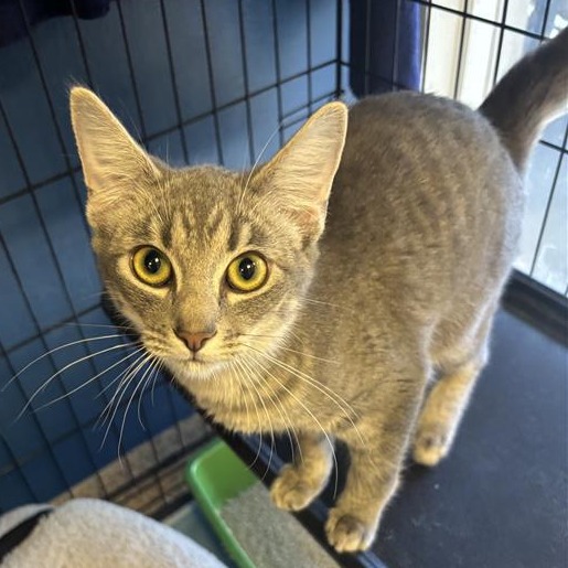 ENNIS - Domestic Shorthair available for adoption